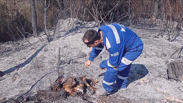 "Binlerce can ölmüş durumda"