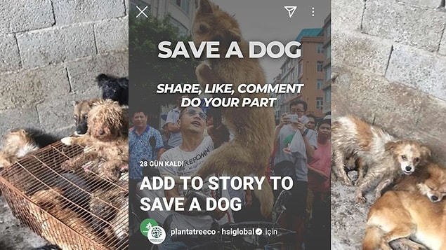 Bu sayfanın ilk story girişimi bu değil. Yulin Festivali'ne karşı "Save a Dog" (Bir Köpeği Kurtar) hikayesini paylaştırmak için de benzer yöntemler denenmiş.