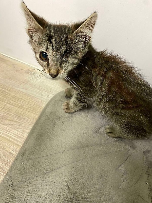 3. Сегодня я приютила своего первого котика. Знакомьтесь, это Майк