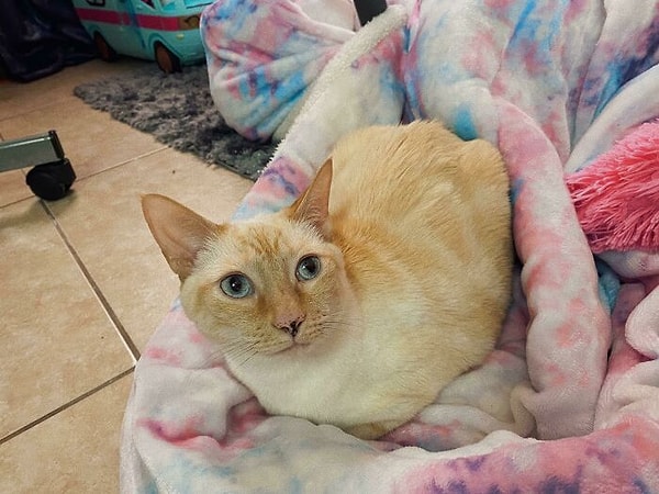 12. Пошли в приют, и забрали эту 9-летнюю девочку