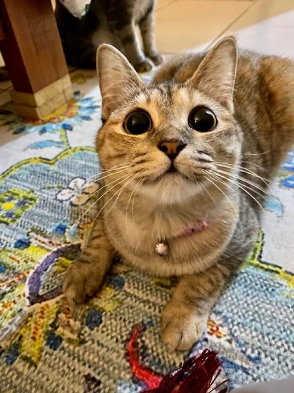 15. Похоже, я случайно приютил тюленя