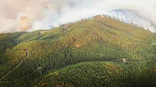 Bodrum'da Orman Yangını Mazıköy'e Kadar Ulaştım