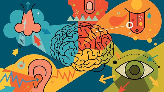 Bilimsel Olarak Olağanüstü Derecede Güçlü Olan Duyun Hangisi?