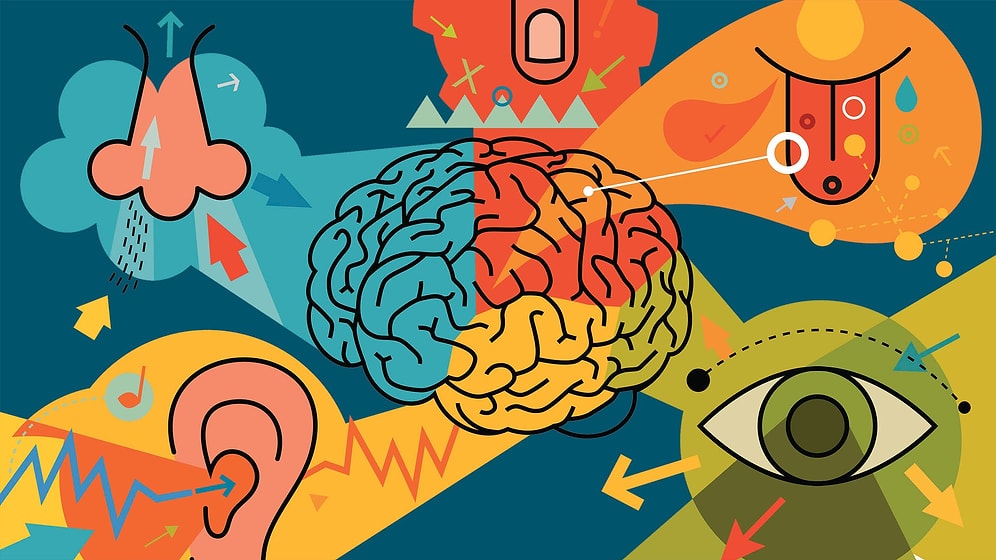 Bilimsel Olarak Olağanüstü Derecede Güçlü Olan Duyun Hangisi?