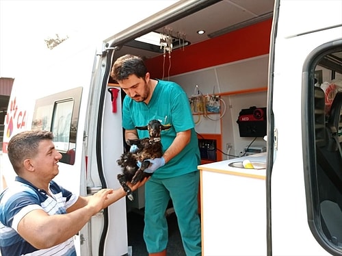 Manavgat'taki Yangından Etkilenen Hayvanlar İçin Seferberlik: Canbulan Yardıma Koşuyor