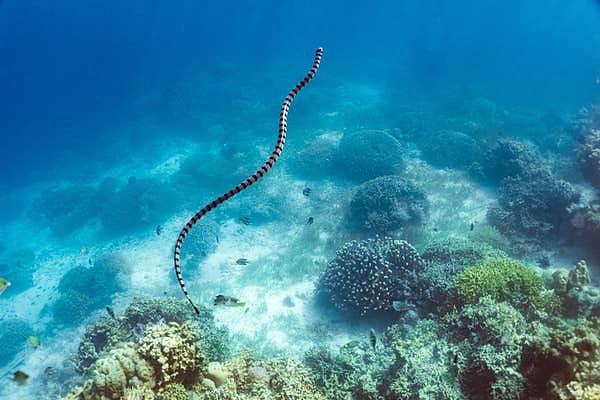 9. "Bir kasırgadan 1 gün önce Güney Pasifik'teki küçük adalardan bir tanesinde dalışa gittim. Ansızın siyah beyaz zehirli bir deniz yılanı koluma dolandı."