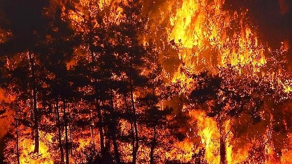 Bildiğiniz üzere ülkece çok zorlu bir dönemden geçiyoruz. Günlerdir kontrol altına bir türlü alınamayan orman yangınları ciğerimizi yakıyor.