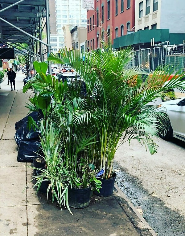 10. Для меня, как любителя растений, это большая находка