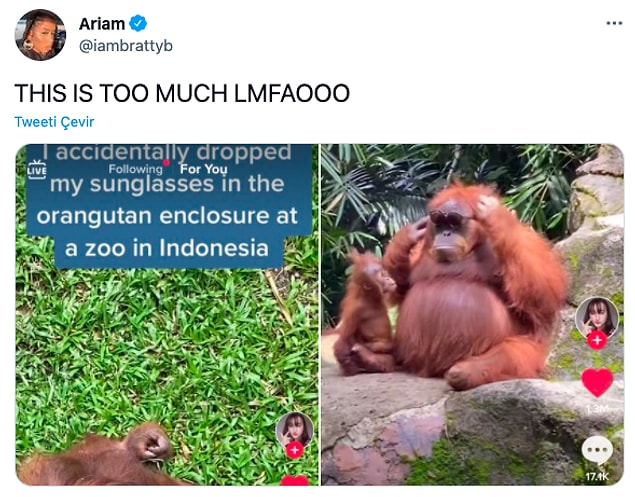2. "Endonezya'da gözlüklerimi yanlışlıkla orangutanların kafesine düşürdüm."