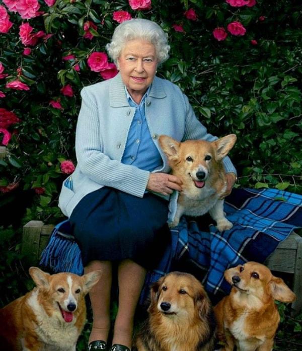 5. Köpeklere duyduğu sevgisiyle bilinen Kraliçe Elizabeth neredeyse 30'dan fazla 'Pembroke Welsh Corgi' cinsi köpeğe baktı. Ancak bazı köpeklerin saray çalışanlarına birkaç kez saldırdığı da biliniyor.
