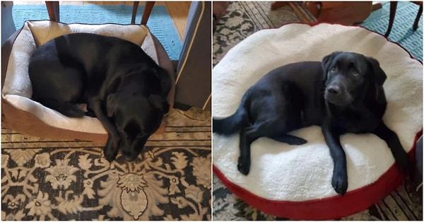 12. "30-35 kiloluk köpeklerim için iki 'büyük boy' köpek yatağı sipariş ettim. İlk başta soldaki geldi sonra da sağdaki. İlkini daha küçük köpeği olan birine vermek zorunda kaldım."