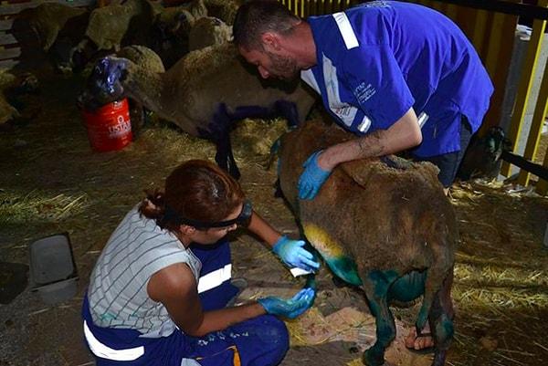Hayvan Hakları Federasyonu HAYTAP yangında yaralanan hayvanları tedavi ediyor.