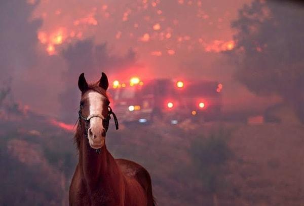 11:02 Antalya Büyükşehir Belediyesi: Yılkı atları ile büyükbaş ve küçükbaş hayvanların yaşadığı, alageyiklerin de üreme bölgesi olan Eynif'te yangın devam ediyor.
