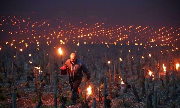 15. Fransız çiftçiler soğuk gecelerde bağlarını kurtarmak için ateş kullanıyorlar.