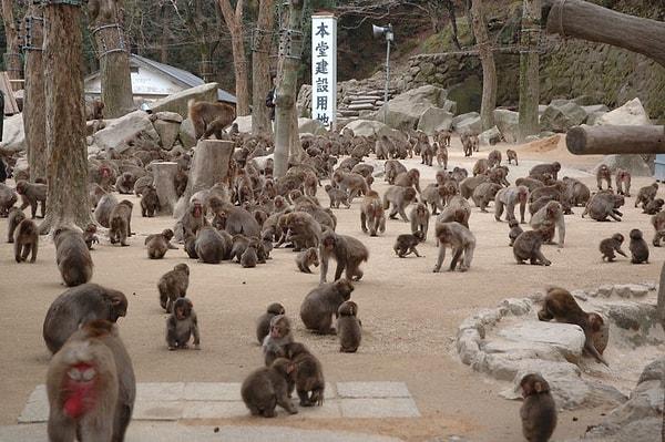 70 yıllık Takasakiyama Maymun Parkı'nda yaşanan bu gelişme tarihe geçer; çünkü maymun dünyasında da nadir görülen bir olay gerçekleşir ve dişi bir maymun 677 kişilik bür sürüye lider olur.
