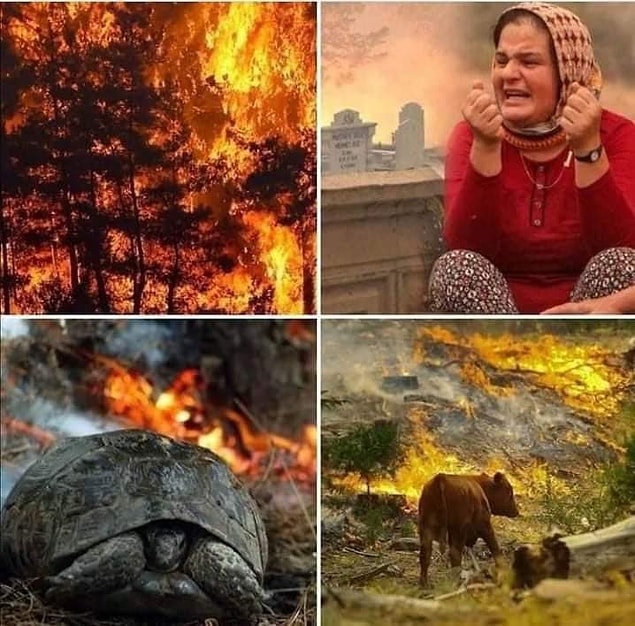 9 gündür ülkemizde dinmeyen yangınlarla verilen mücadele hala devam ediyor. Halk kol kanat gererek kendi imkanlarıyla yangınları söndürmeye çalışıyor. Evleri, ekmek tekneleri yanan ve yangında can veren kardeşlerimizi gördükçe içimiz parçalanıyor. Tabii bir de bunların yanında sosyal medyada ilginç şeyler oluyor.