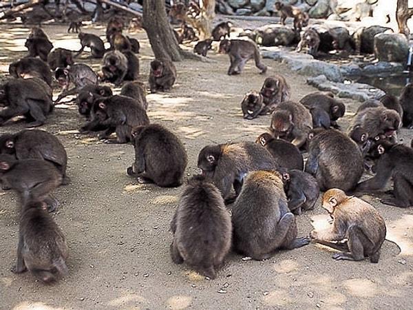 Hayvanat bahçesinde görevli 47 yaşındaki Tadatoshi Shimomura, "Normalde dişi maymunlar erkeklere karşı durmaz." der ve gördükleri karşısındaki şaşkınlığı gizlemez.