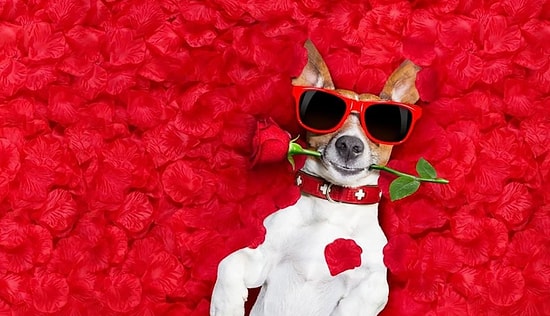 Favori Hayvanlarını Seç Senin İlişki Tarzını Söyleyelim!