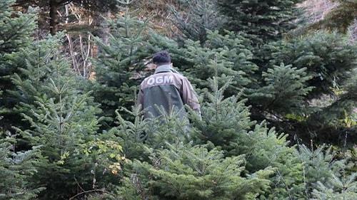 Sayıştay Raporundan: Orman Genel Müdürlüğü Envanter Çıkarmamış