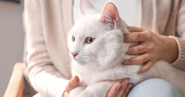 6. "Bir çift kedileri yüzünden boşandı. Kadın, kediye beyaz kürkünden dolayı Kartopu ismini uygun buldu ve sadece ıslak kedi mamasıyla beslenmesinin daha sağlıklı olacağını söyledi.