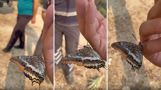 Orman Yangınından Kaçan Kelebeğin Bir Adamın Elinden Su İçtiği Anlar