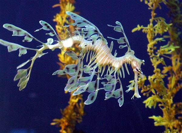 4. Yapraklı deniz ejderi