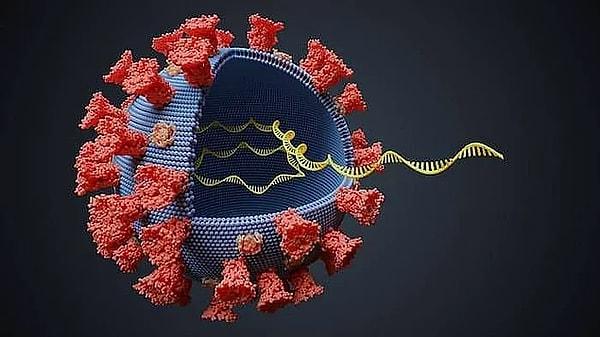 Koronavirüs'ün az sayıda mutasyona uğraması aslında virüsün işine yarıyor.