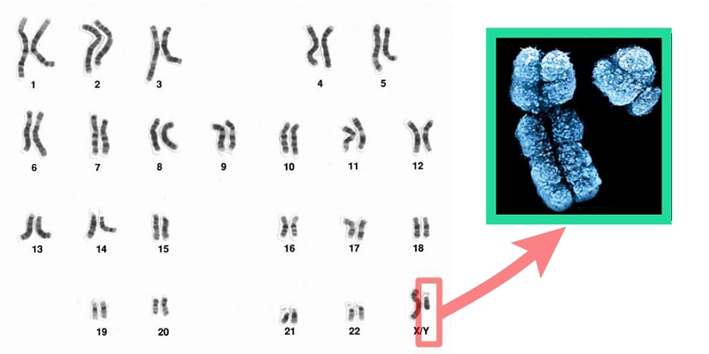 Tık Tuzağı Yok, Bilim Var: Y Kromozomunun Yok Olmaya Başlaması Erkeklerin Sonu Anlamına mı Geliyor?