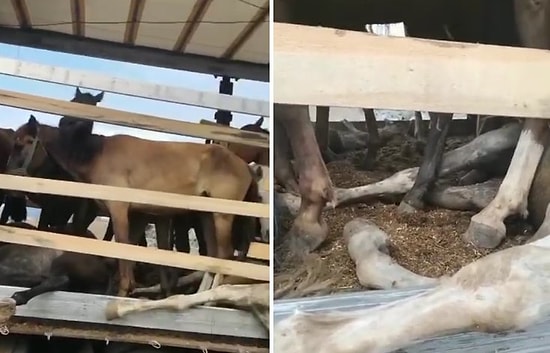 Hopa'da Bir TIR'ın İçindeki Atlarla Birlikte Terk Edildiği İddiası: Ölü ve Yaralı Atlar Var