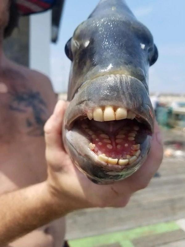 Fotoğrafta görünen büyük balığın insana benzeyen dişleri oldukça enteresan.