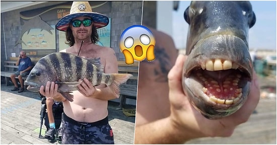 Tüyleriniz Diken Diken Olacak! Bir Balıkçının Bulduğu İnsan Dişli Balık Görenleri Dehşete Uğrattı