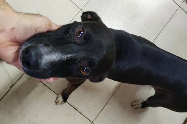 Он очень дружелюбный, счастливый и милый песик, всегда готовый дарить людям всю свою любовь