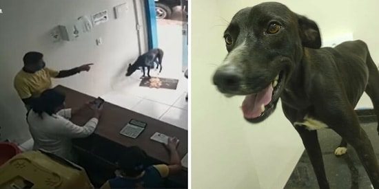 "Он выставил травмированную лапку вперед": Трогательная история о том, как бродячий песик пришел в ветеринарную клинику за помощью