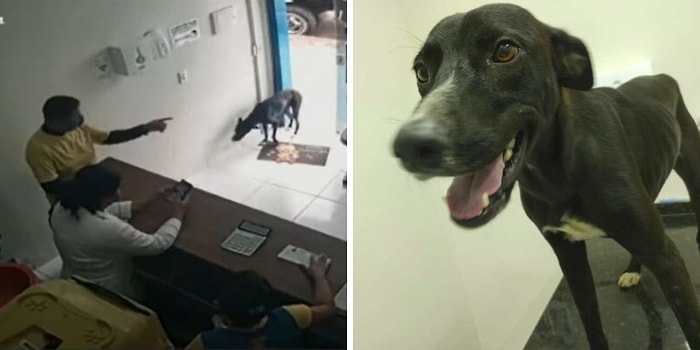 "Он выставил травмированную лапку вперед": Трогательная история о том, как бродячий песик пришел в ветеринарную клинику за помощью