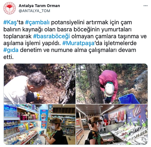 Basra böcekleri zorlu geçen kış aylarında öldükleri için arıcılar halihazırda böceğin kışın içinde biriktirdiği mumun bol olduğu bölgelerden toplayarak kendi bölgelerine götürürler ve üstüne çalı çırpı örterek korurlardı.