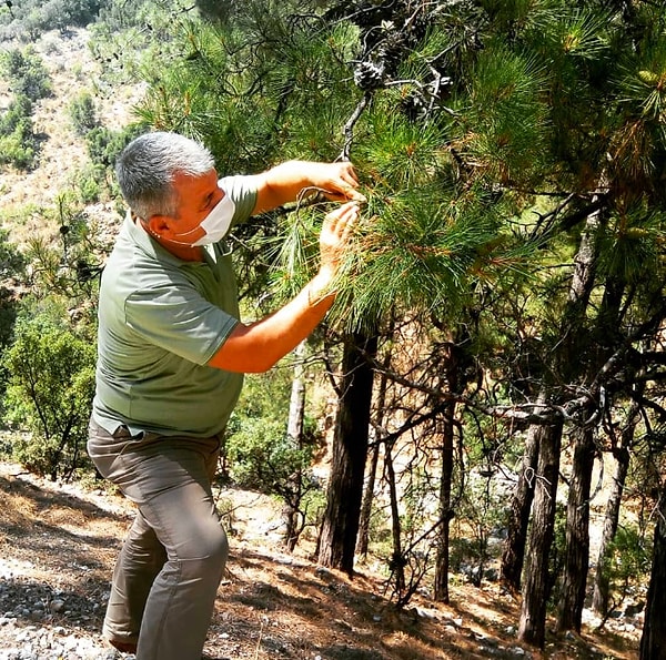 Bu işlem Nisan ayında yapılıyor. Yapılmadığı takdirde üreme mevsimi de tehlikeye girmiş oluyor.