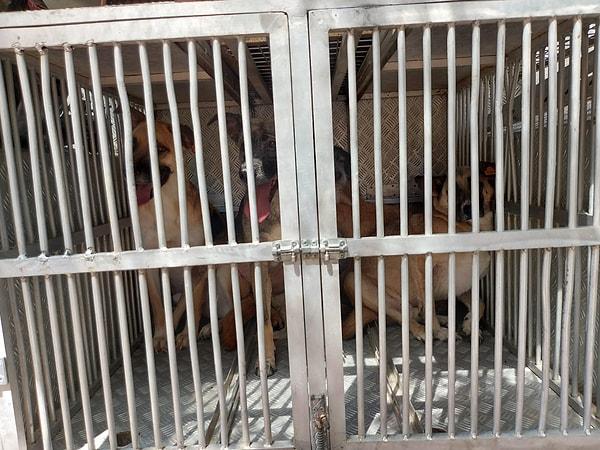Meral T.'nin giriş katta oturduğu evde yapılan aramada da kafeslerin içinde uygunsuz koşullarda tutulan 7 köpek yavrusu bulundu.