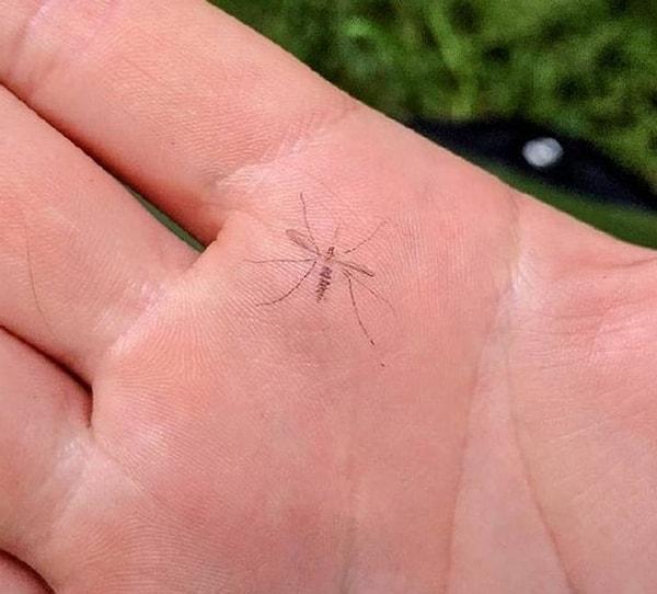2. "Yakaladığım sivrisinek elimde iz bıraktı."
