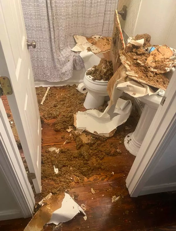 13. "Мы проснулись в 2 ночи от шума, и вот, что было причиной"