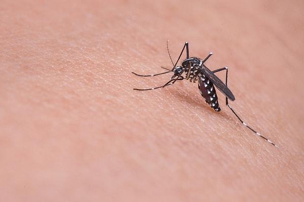 6. Sıtma (Malaria)
