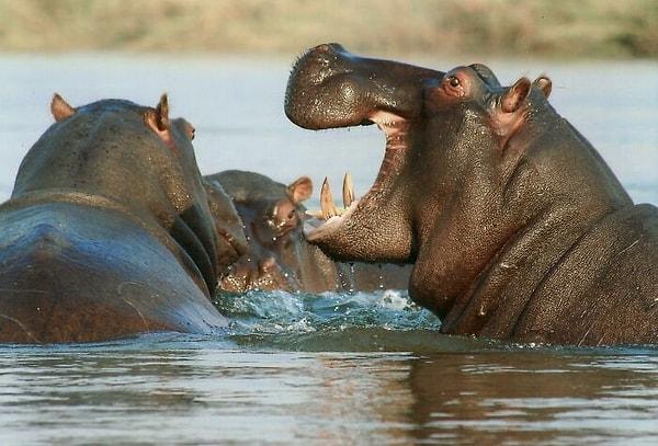 20. Hipopotam teri, içindeki SPF faktörü bulunan kimyasallar sayesinde hayvanların güneş yanığı olmasını engeller.