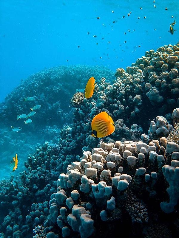 21. Ölmekte olan mercan resifleri, yeni balıkları bünyesine çeken sesten yoksundur. Ölmekte olan mercan resiflerine, sağlıklı mercan sesleri çalan hoparlörler yerleştirildiğinde tür çeşitliliğinin arttığı ve balık bolluğunun ikiye katlandığı gözlemlendi.