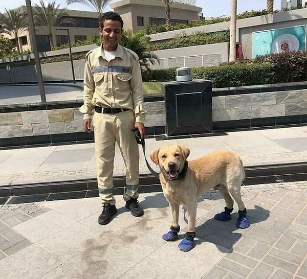 8. "Mısır'da bir güvenlik görevlisi, sıcak kaldırımdan korunması için köpeğine ayakkabı almış."