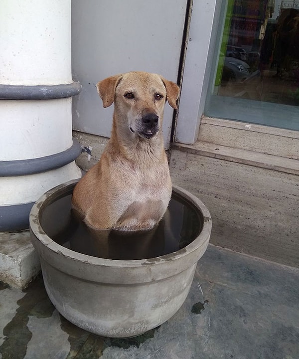 32. "Annem, bu tatlı köpeği 40 derece sıcakta bir mağazanın dışında buldu."