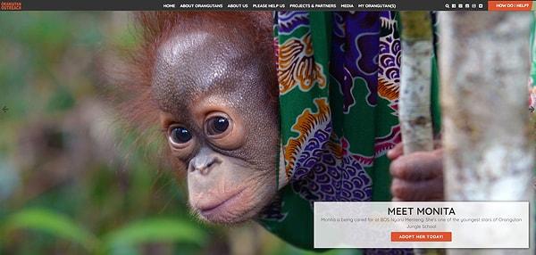 Orangutan Outreach kurumuna bağışlandı.