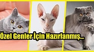 Kısırlaştırılmışlar Ayrı Yavrular Ayrı Yemeli! Ona Özel Olanı Bulabileceğiniz En İyi 15 Kedi Maması