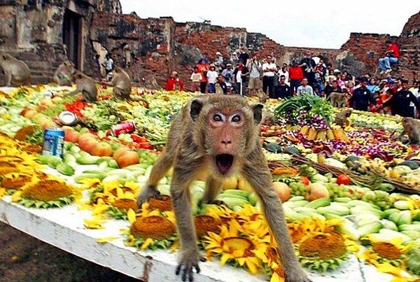 7. Tayland'da her sene maymunlara 3 bin kilo meyve ve sebze sunulan Maymun Büfesi Festivali vardır.