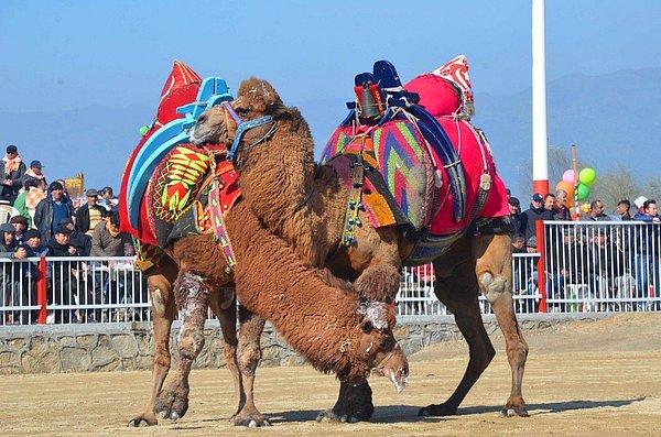 11. Türkiye'de çiftleşme dönemindeki iki erkek deve bir araya getirilerek deve güreşi yaptırılır.