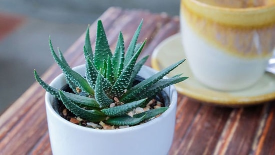 Aloe Vera Faydaları Nelerdir ve Nasıl Kullanılır? Aloe Vera Neye İyi Gelir?