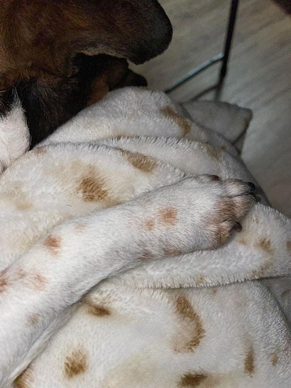 3. "Köpeğimin patisi battaniyemle aynı desene sahip."